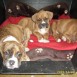 Cachorros boxer